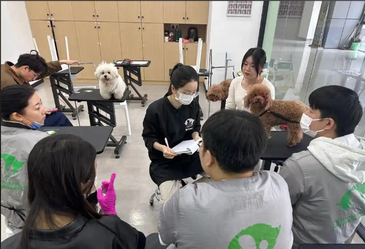 阳泉市宠物剪毛宠物美容培训学校 - 哪里好